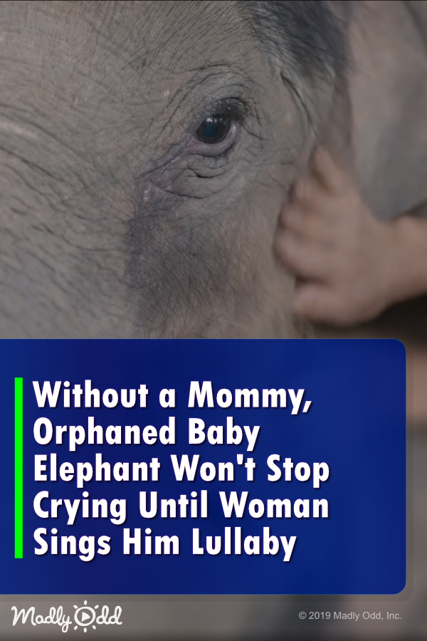 Without A Mommy, Orphaned Baby Elephant Won\'t Stop Crying Until Woman Sings Him A Lullaby
