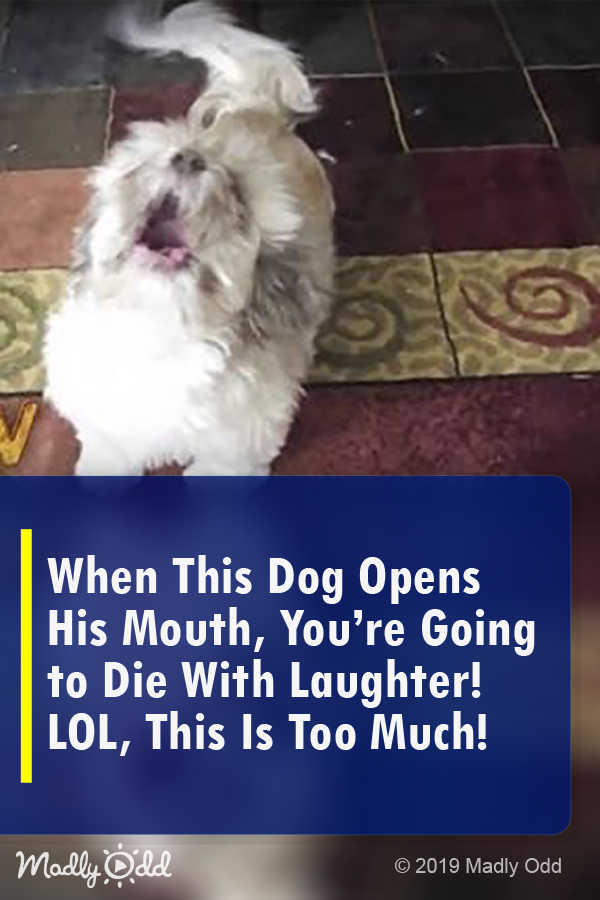 When This Dog Opens His Mouth, You’re Going to Die with Laughter! Lol, This Is Too Much!