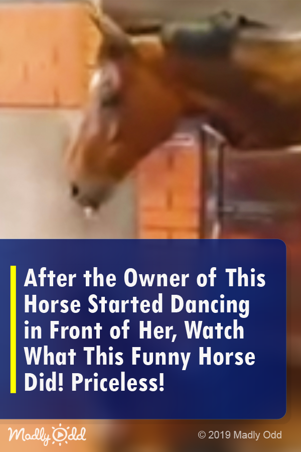 After the Owner of This Horse Started Dancing in Front of Her, Watch What This Funny Horse Did! Priceless!
