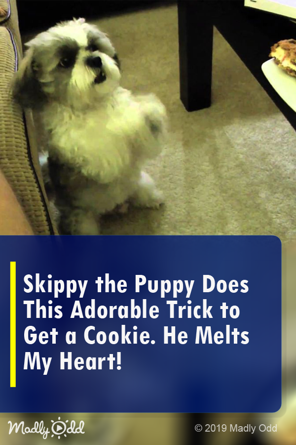 Skippy the Puppy Does This Adorable Trick to Get a Cookie. He Melts My Heart!