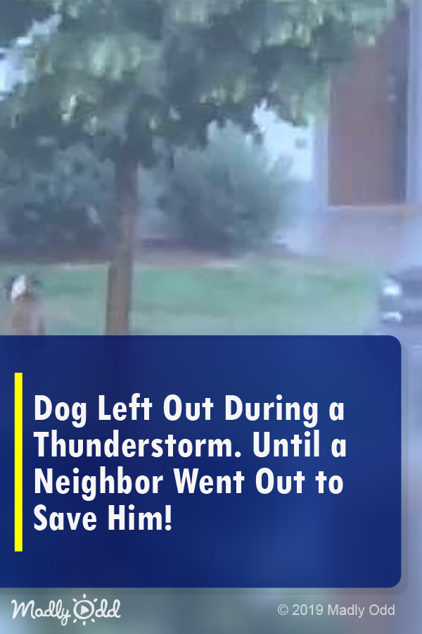 Dog Left Out During a Thunderstorm. Until A Neighbor Went Out To Save Him!