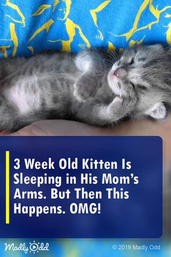 3-Week-Old Kitten Is Sleeping in His Mom\'s Arms. but Then This Happens. Too Cute!