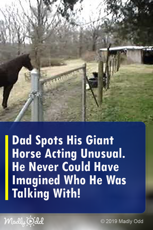 Dad Spots His Giant Horse Acting Unusual. He Never Could Have Imagined Who He Was Talking With!