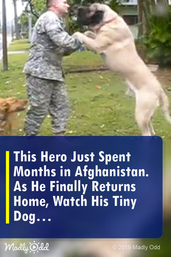 This Hero Just Spent Months in Afghanistan. as He Finally Returns Home, Watch His Tiny Dog...