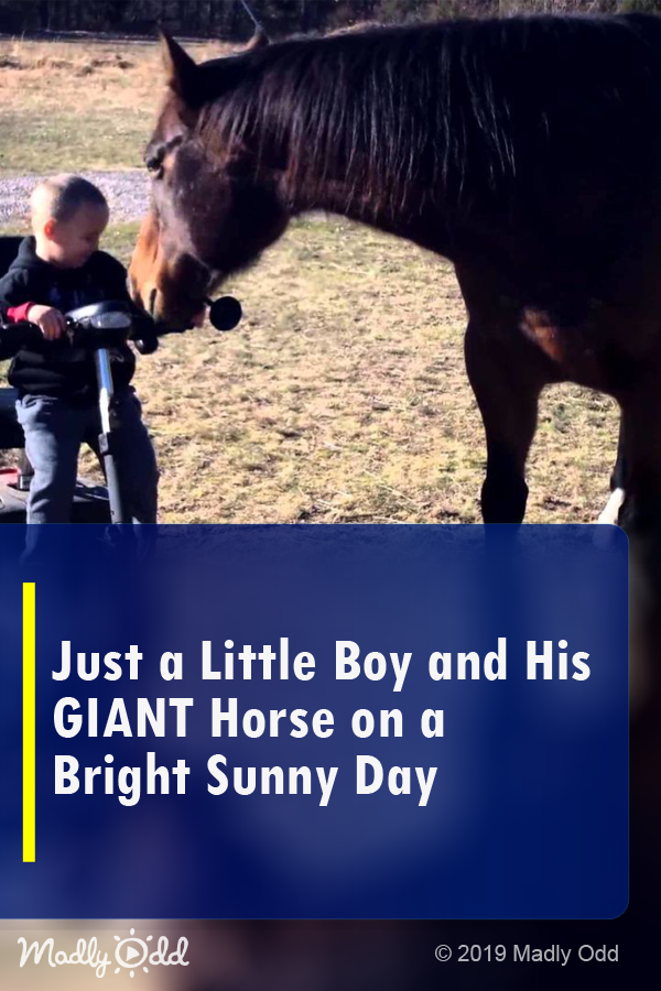 Just a Little Boy and His GIANT Horse on A Bright Sunny Day