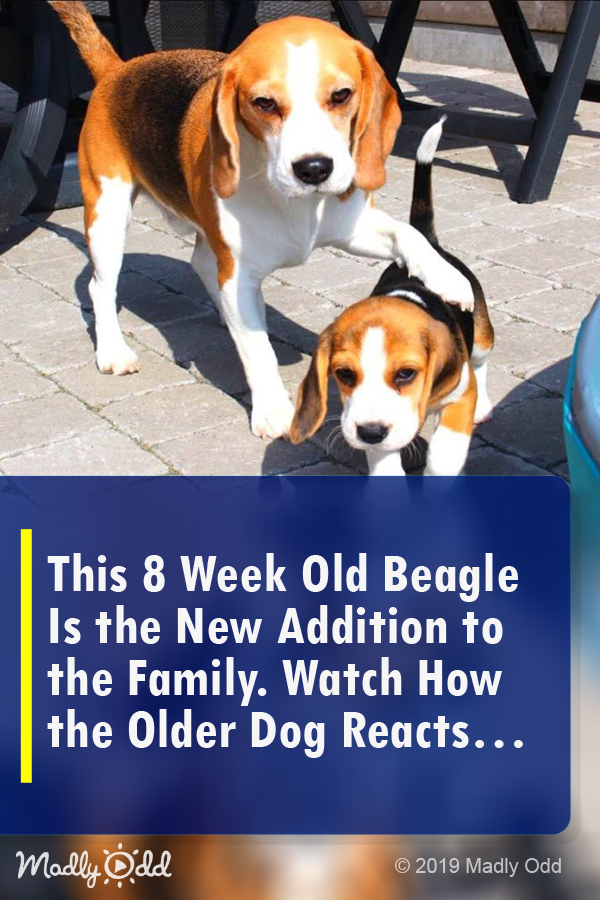 This 8 Week Old Beagle Is The New Addition To The Family. Watch How The Older Dog Reacts