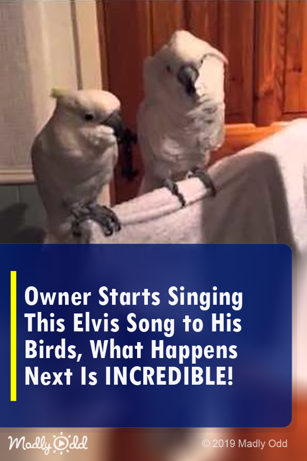 Owner Starts Singing This Elvis Song to His Birds, What Happens Next Is INCREDIBLE!