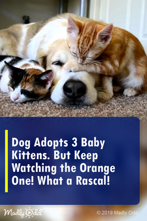 Dog Adopts 3 Baby Kittens. but Keep Watching the Orange One! What a Rascal!