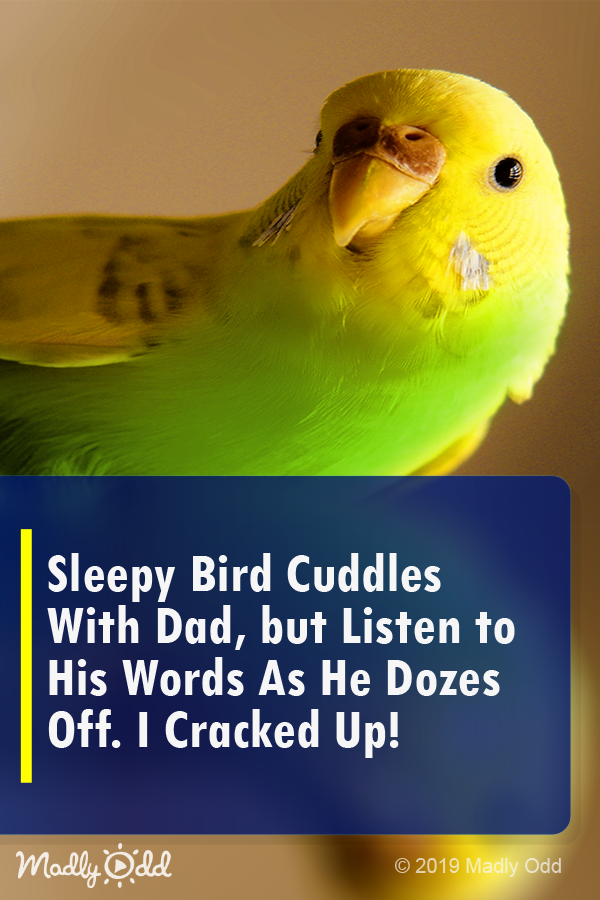 Sleepy Bird Cuddles with Dad, But Listen to His Words as He Dozes Off. I Cracked Up!