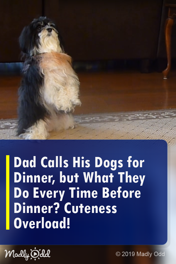 Dad Calls His Dogs for Dinner, but What They Do Every Time Before Dinner? Cuteness Overload!