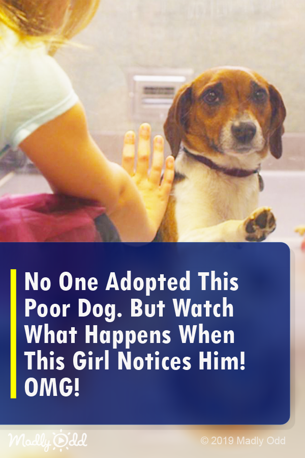 No One Adopted This Poor Dog. but Watch What Happens when This Girl Notices Him! OMG!