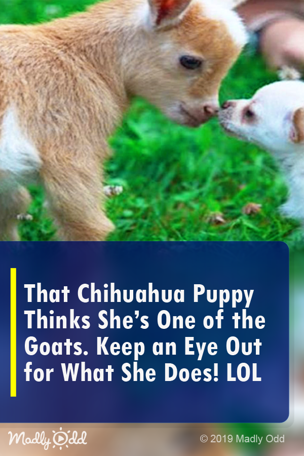 That Chihuahua Puppy Thinks She’s One of The Goats. Keep an Eye out For What She Does! Lol