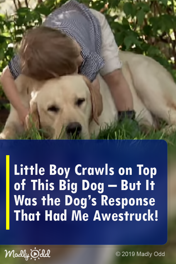 Little Boy Crawls on Top of This Big Dog -- but It Was the Dog’s Response that Had Me Awestruck!