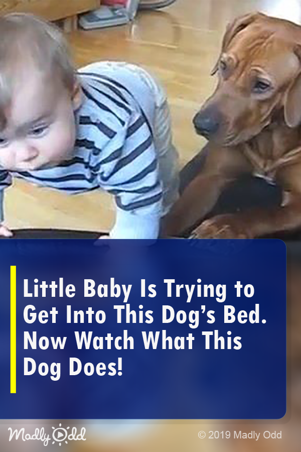 Little Baby Is Trying to Get Into This Dog’s Bed. Now Watch What This Dog Does!