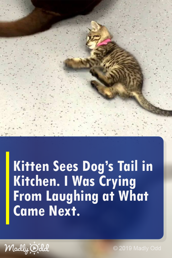Kitten Sees Dog’s Tail in Kitchen. I Was Crying from Laughing at What Came Next.