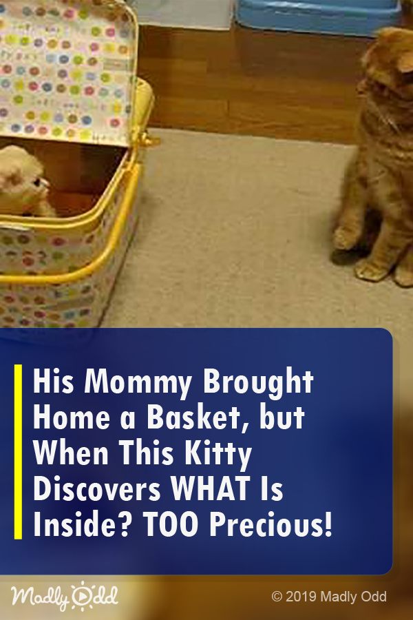 His Mommy Brought Home A Basket, But When This Kitty Discovers WHAT Is Inside? TOO Precious!