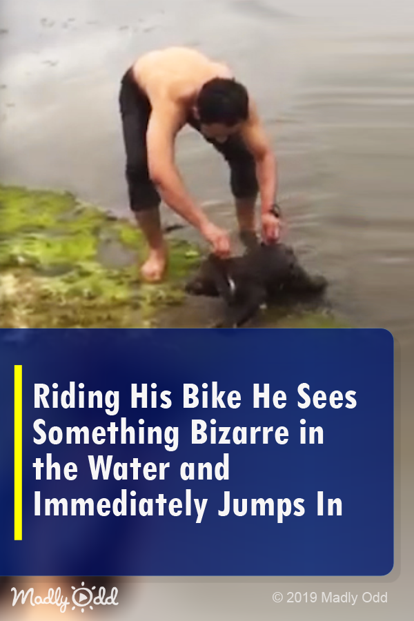 Riding His Bike He Sees Something Bizarre in The Water and Immediately Jumps In