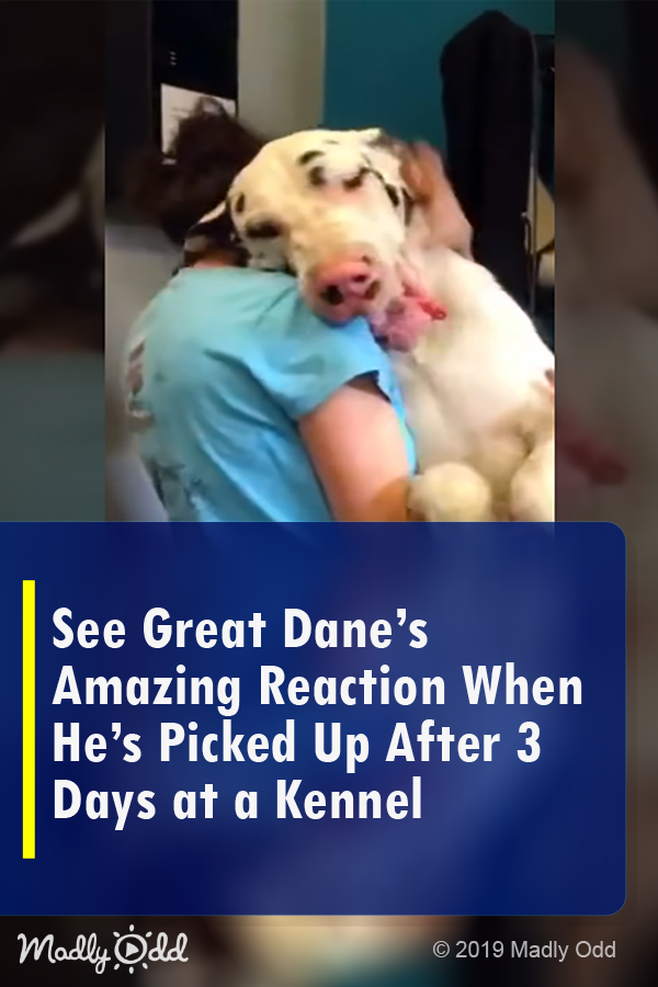 See Great Dane\'s Amazing Reaction when He\'s Picked up After 3 Days at A Kennel
