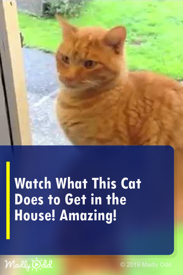Watch What This Cat Does To Get In The House! Amazing!