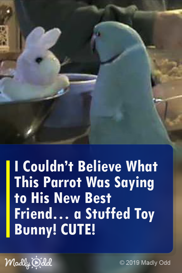 I Couldn’t Believe What This Parrot Was Saying To Her New Best Friend... A Stuffed Toy Bunny!