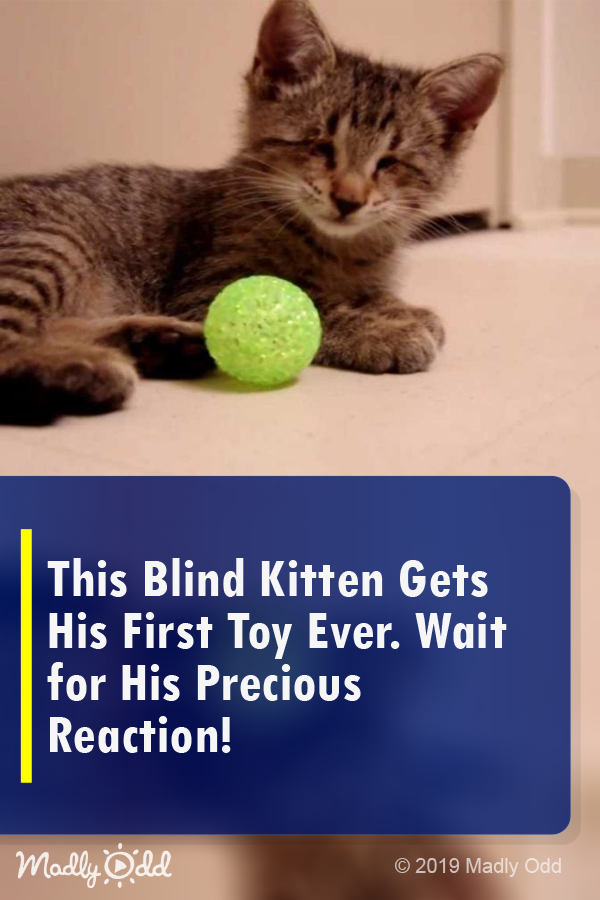 This Blind Kitten Gets His First Toy Ever. Wait for His Precious Reaction!