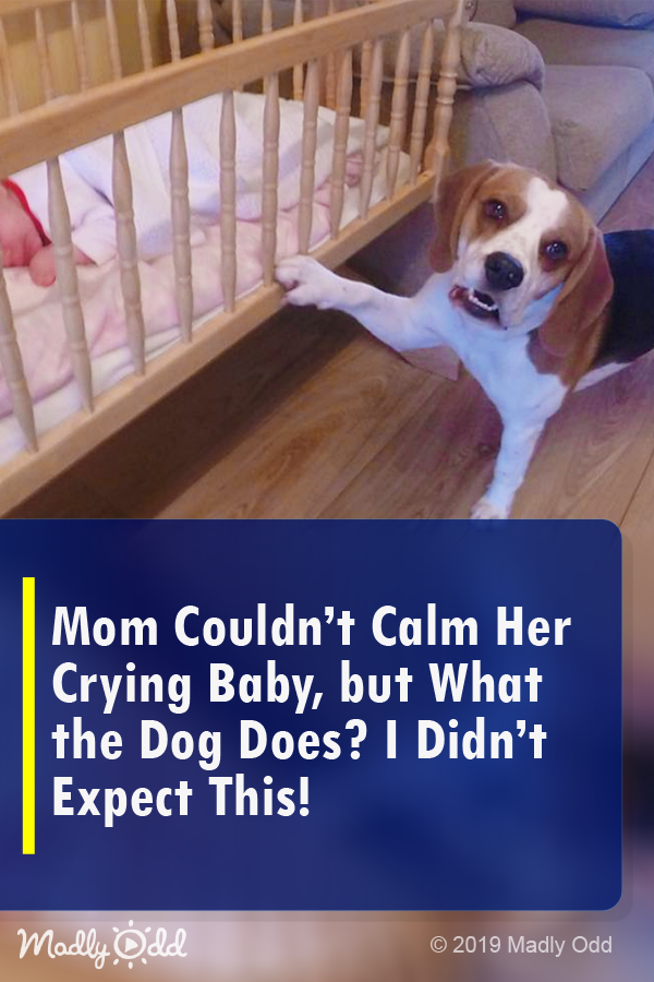 Mom Couldn\'t Calm Her Crying Baby, but What the Dog Does? I Didn\'t Expect This!