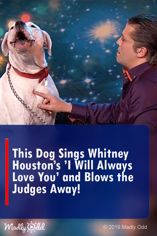 This Dog Sings Whitney Houston’s ’I Will Always Love You’ and Blows the Judges Away!