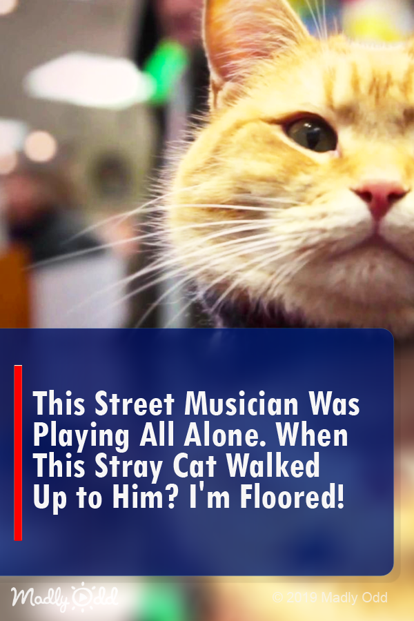 This Street Musician Was Playing All Alone. When This Stray Cat Walked Up To Him? I’m Floored!