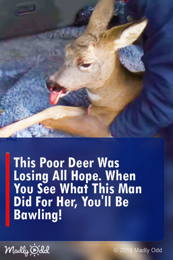 This poor deer was losing all hope. When you see what this man did for her, you’ll be bawling!
