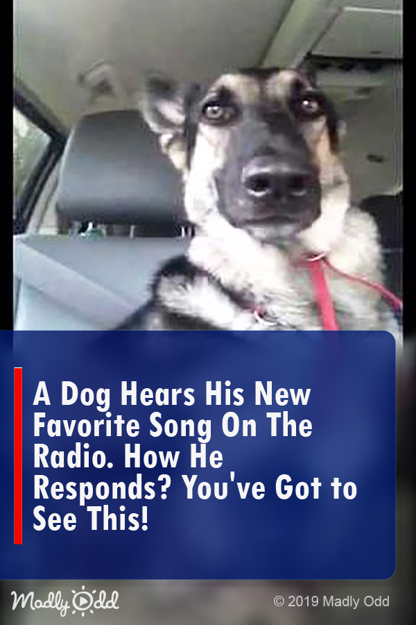 A Dog Hears His New Favorite Song on The Radio. How He Responds? You\'ve Got to See This!