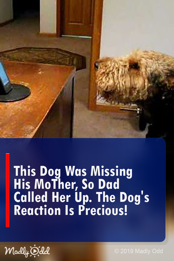 This Dog Was Missing His Mother, So Dad Called Her Up. The Dog\'s Reaction Is Precious!