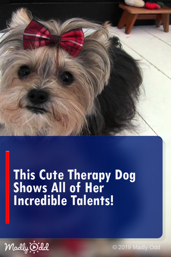 This Cute Therapy Dog Shows All Of Her Incredible Talents!
