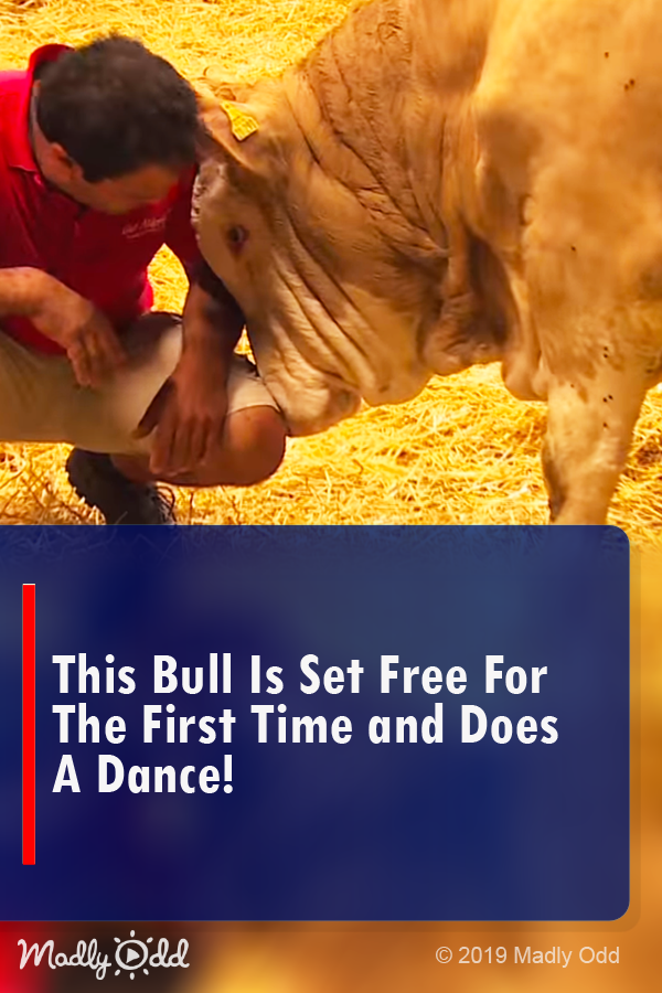This Bull is Set Free for the First Time and Does a Dance!