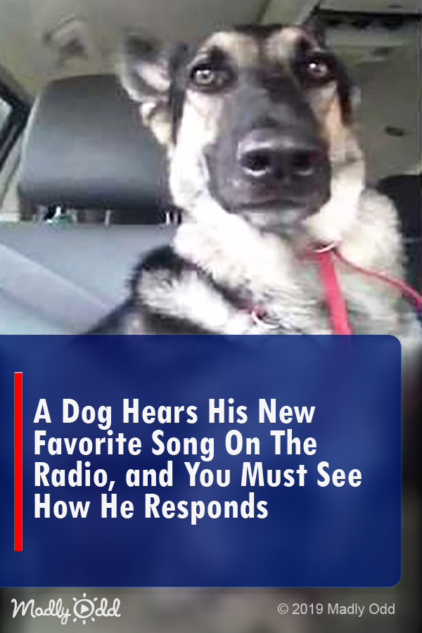 A Dog Hears His New Favorite Song on The Radio, and You Must See How He Responds