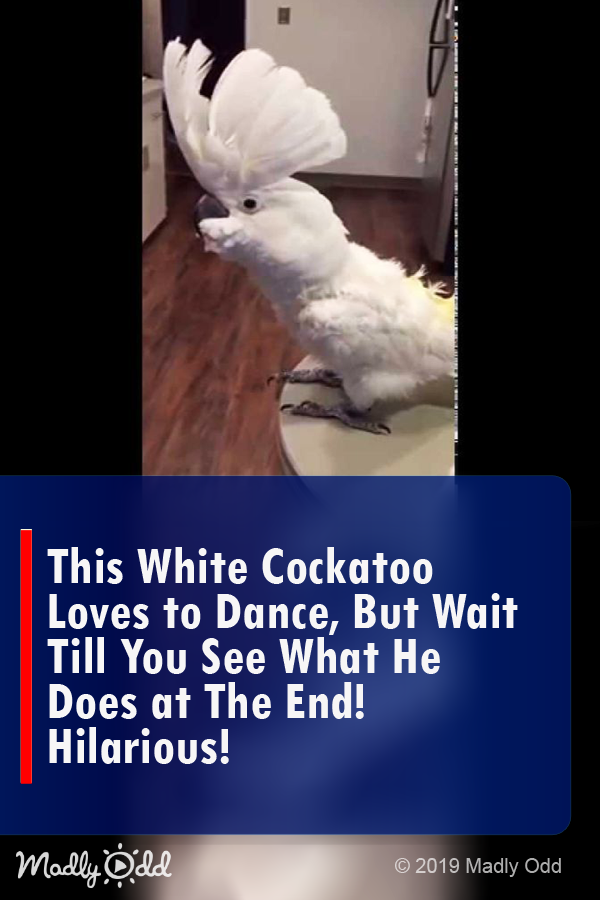 This White Cockatoo Loves To Dance, But Wait Till You See What He Does At The End! HILARIOUS!