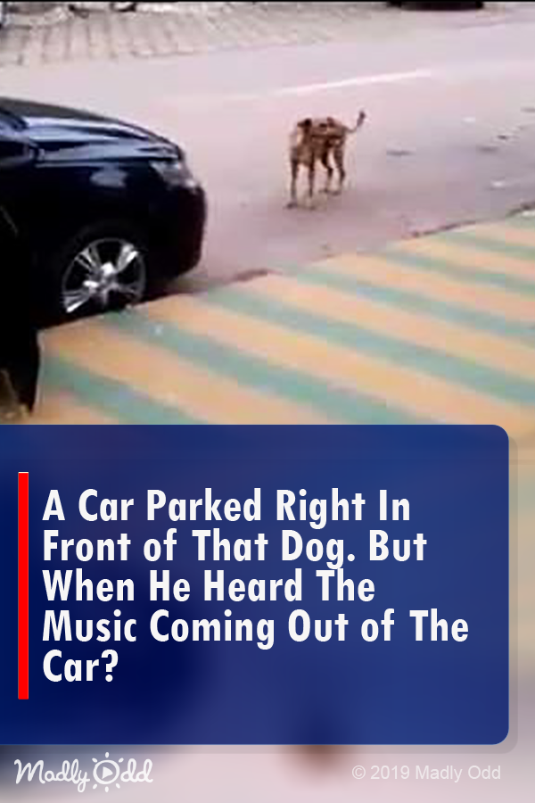 A Car Parked Right in Front of That Dog, But When He Heard the Music Coming Out Of the Car?