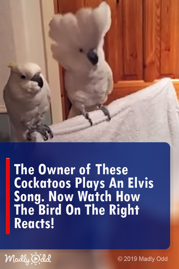 The Owner of These Cockatoos Plays an Elvis Song. Now Watch How The Bird on The Right Reacts!
