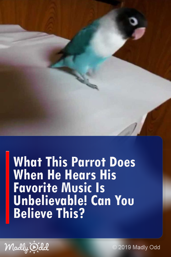 What This Parrot Does When He Hears His Favorite Music Is UNBELIEVABLE! Can You Believe THIS?