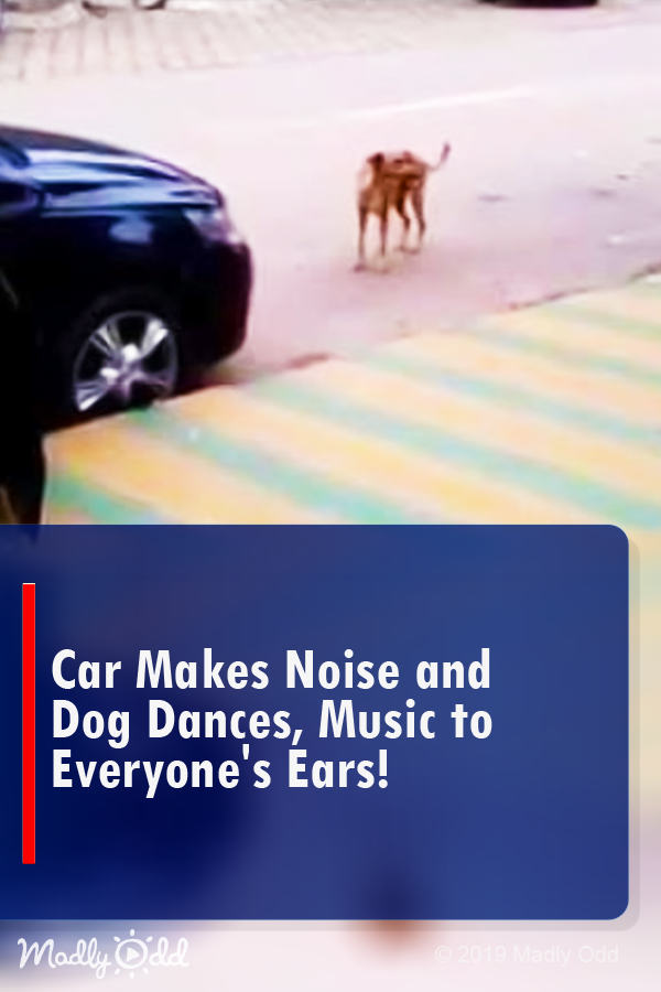 Car Makes Noise and Dog Dances, But Music to Everyone\'s Ears!