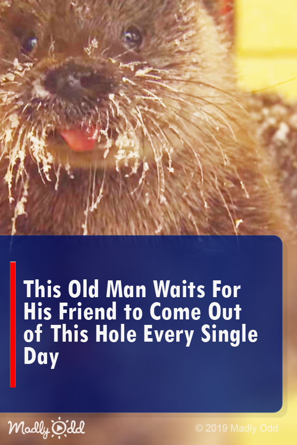 This Old Man Waits for His Friend to Come Out Of This Hole Every Single Day