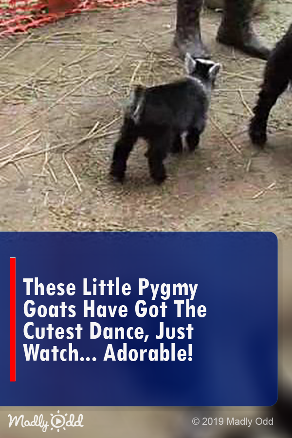 These Little Pygmy Goats Have Got the Cutest Dance, Just Watch... Adorable!