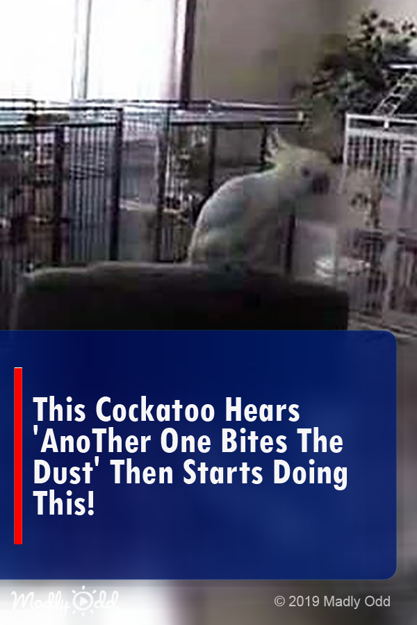 This Cockatoo Hears \'Another One Bites the Dust\' Then Starts Doing THIS!