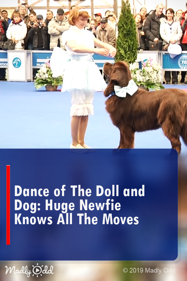 Dance of The Doll and Dog: Huge Newfie Knows All the Moves