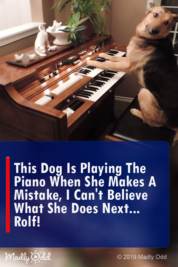 This Dog Is Playing The Piano When She Makes A Mistake, I Can’t Believe What She Does Next... ROLF!