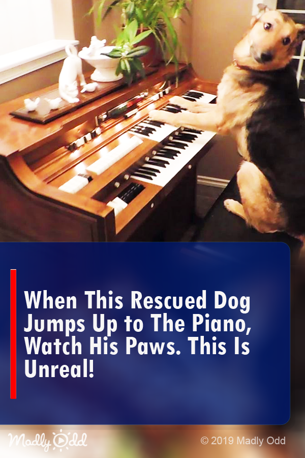 When This Rescue Dog Jumps Up To the Piano, Watch Her Paws. This Is Unreal!