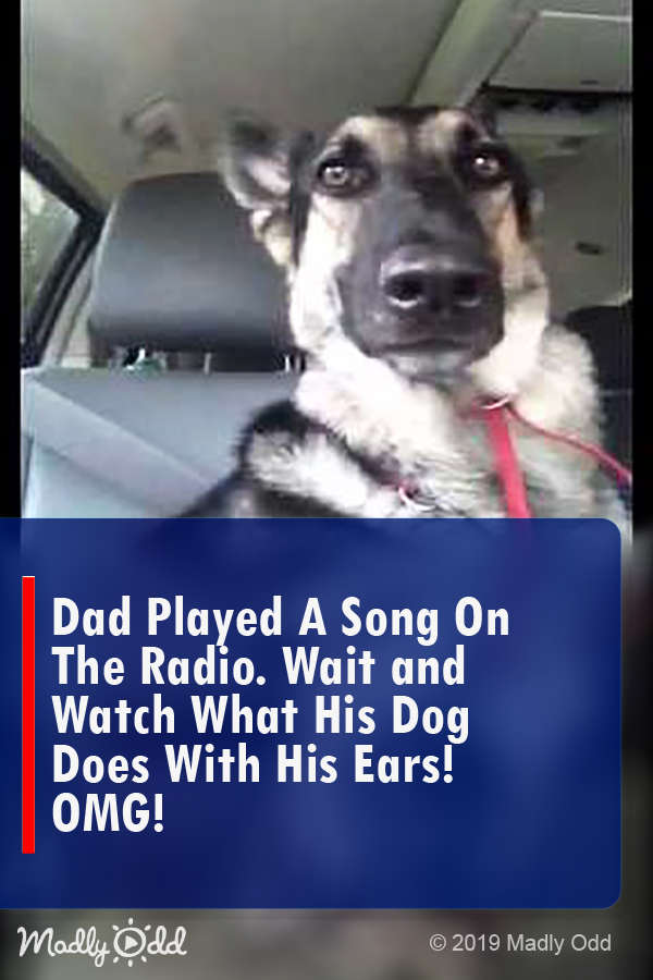 Dad Played A Song On The Radio. Wait And Watch What His Dog Does With His Ears! OMG!