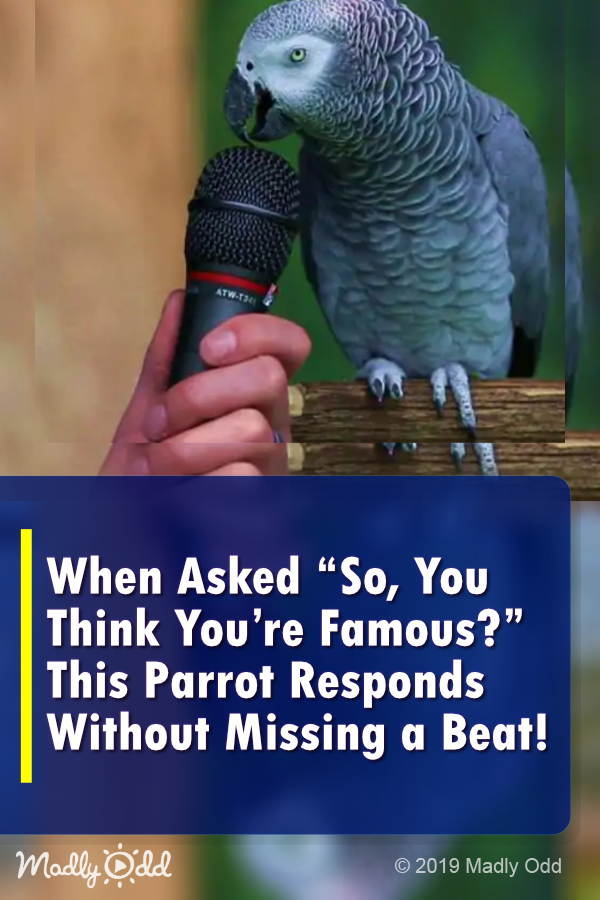 When Asked “So, Think You’re Famous?” This Parrot Responds Without Missing a Beat! LOL!