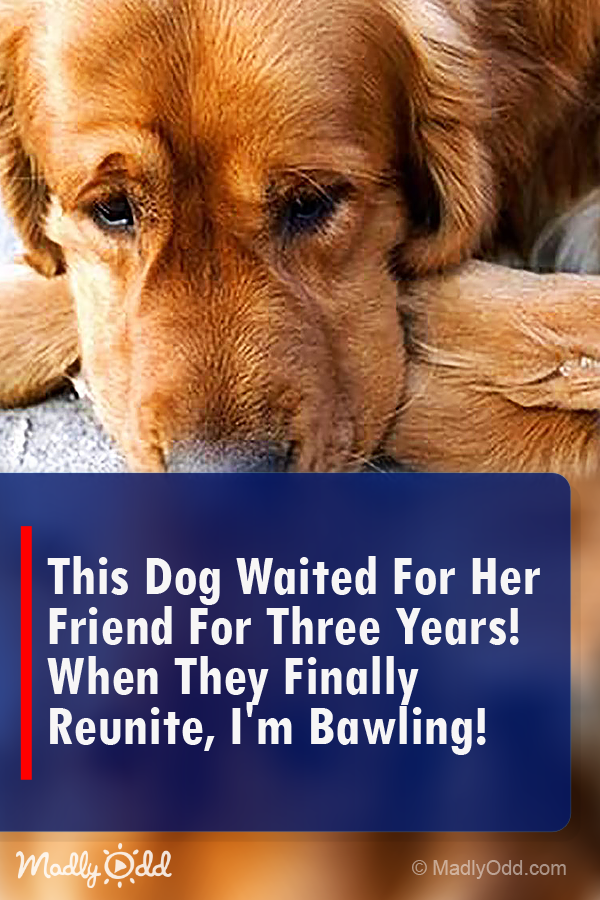 This Dog Waited for Her Friend for Three Years! When They Finally Reunite, I’m Bawling!