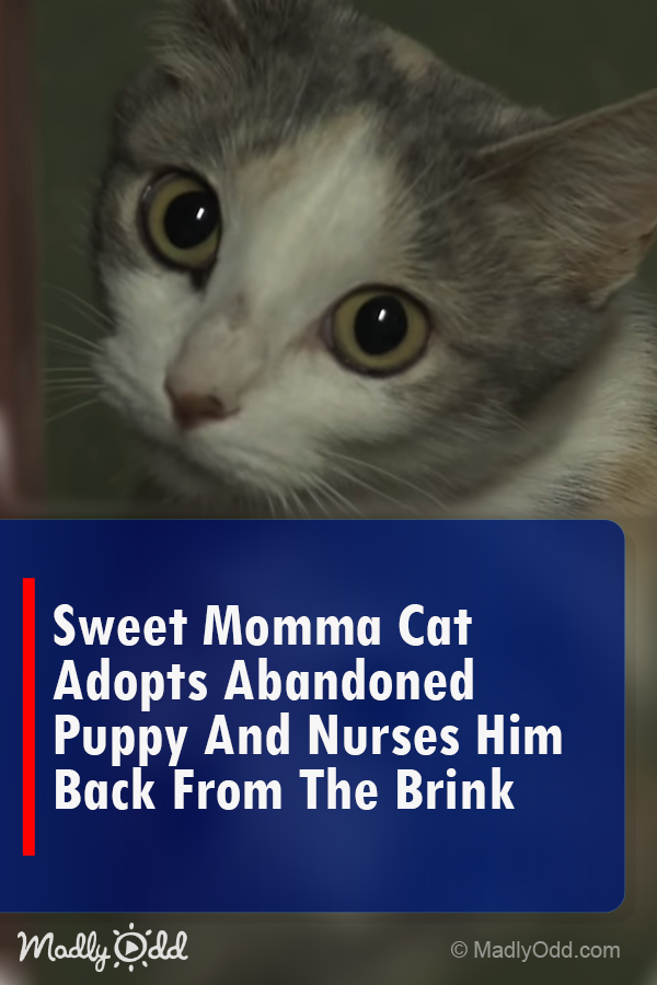 Sweet Mother Cat Adopts Abandoned Puppy and Rescues Him from Certain Death