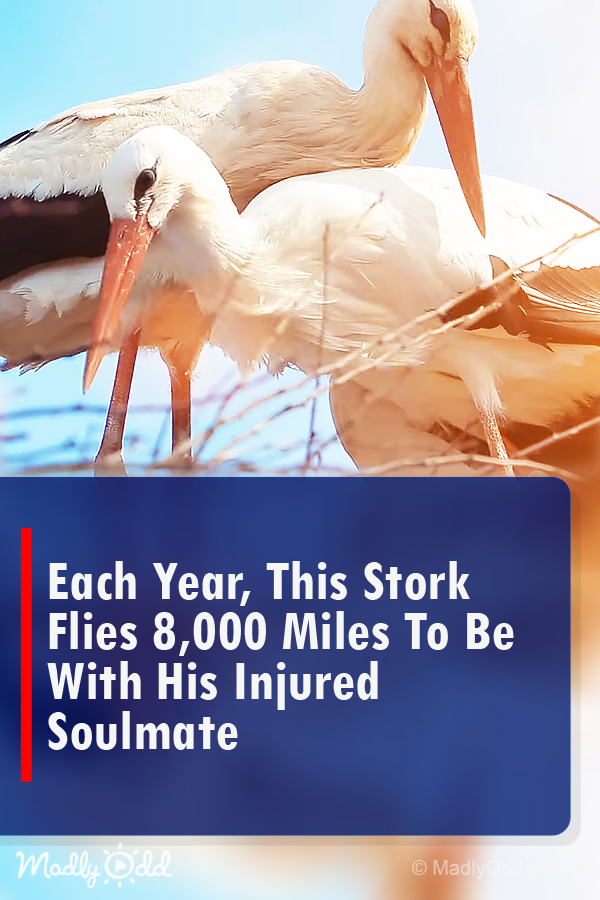 Each Year, This Stork Flies 8,000 Miles to Be With His Injured Soulmate